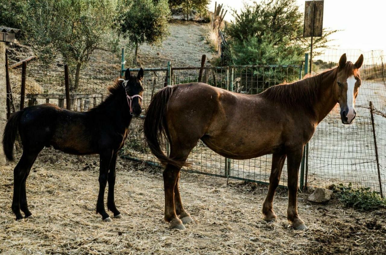 Casa Pinu Daire San Michele di Ganzaria Dış mekan fotoğraf
